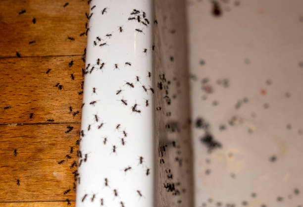 Best Wasp Removal Services  in North Bethesda, MD